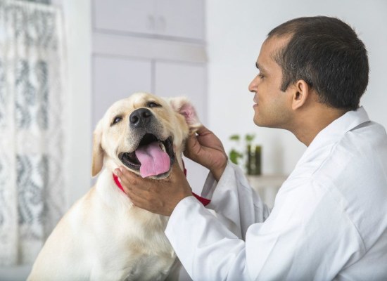 Auxiliar de Veterinário e Pet Shop